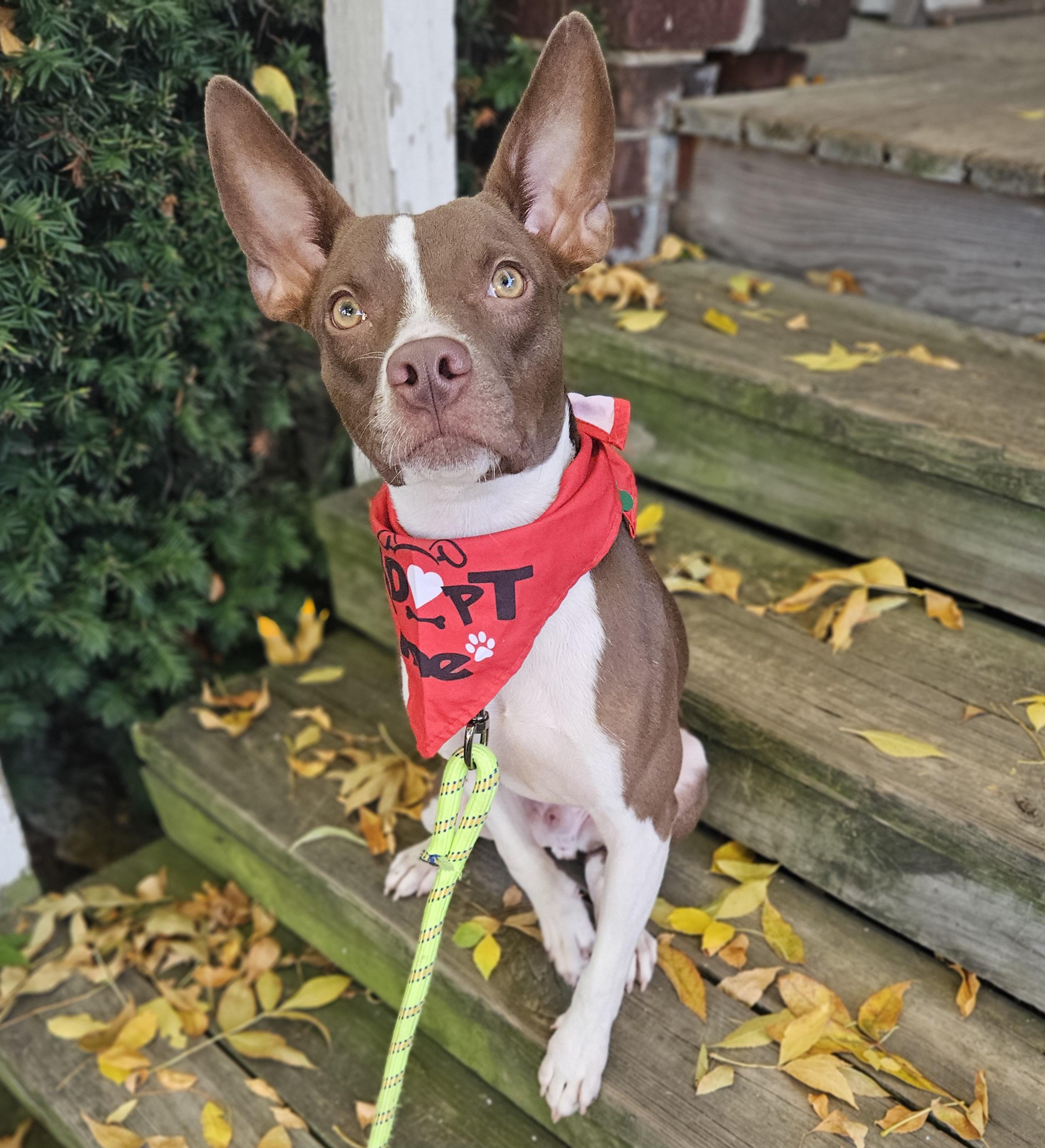 Enlarge MILLER 425, a Adoptable mixed breed in Milwaukee, WI image 1/6