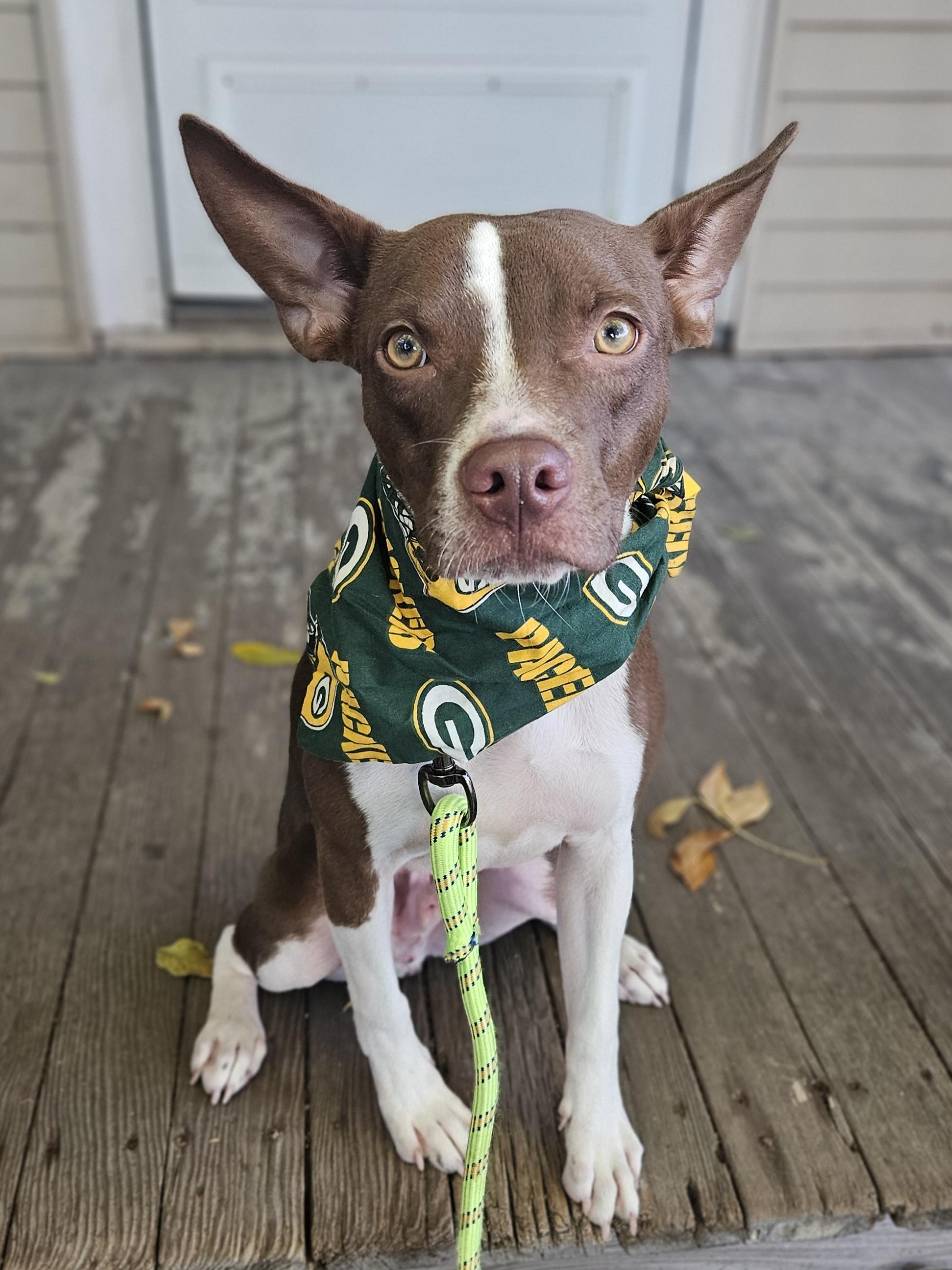 Enlarge MILLER 425, a Adoptable mixed breed in Milwaukee, WI image 5/6