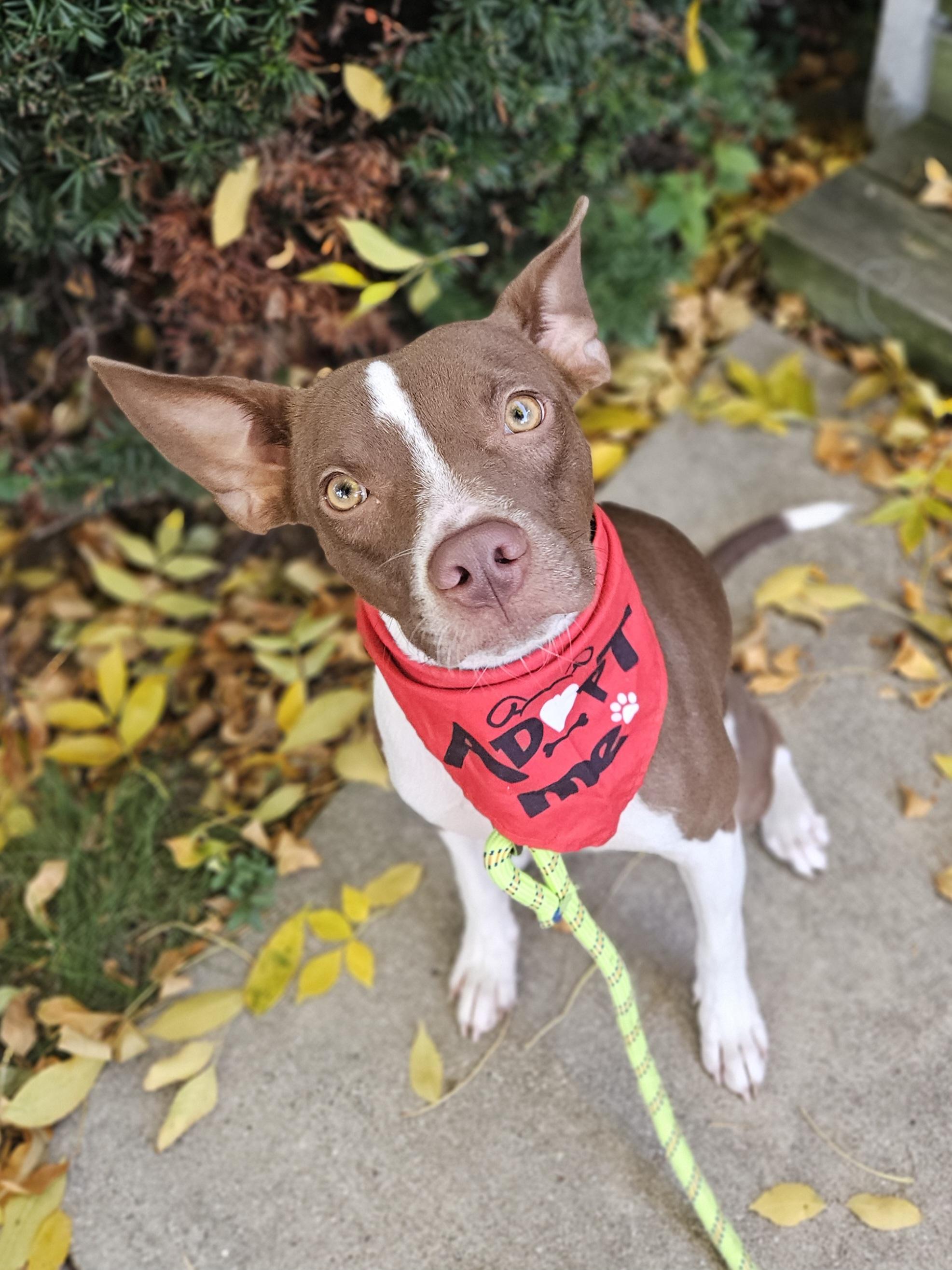 Enlarge MILLER 425, a Adoptable mixed breed in Milwaukee, WI image 4/6