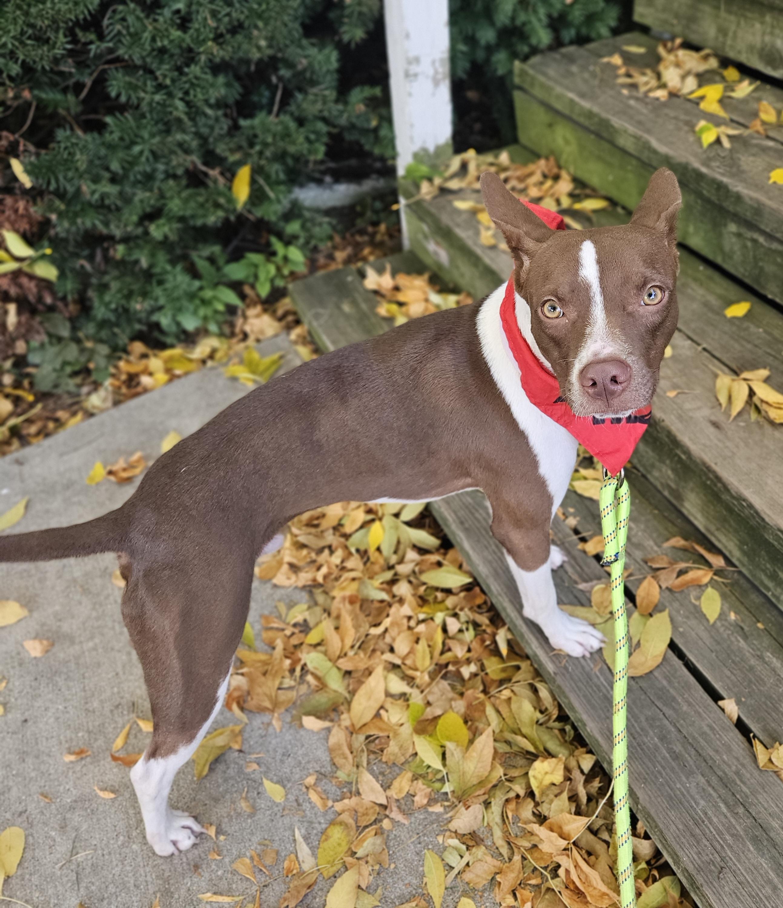 Enlarge MILLER 425, a Adoptable mixed breed in Milwaukee, WI image 2/6