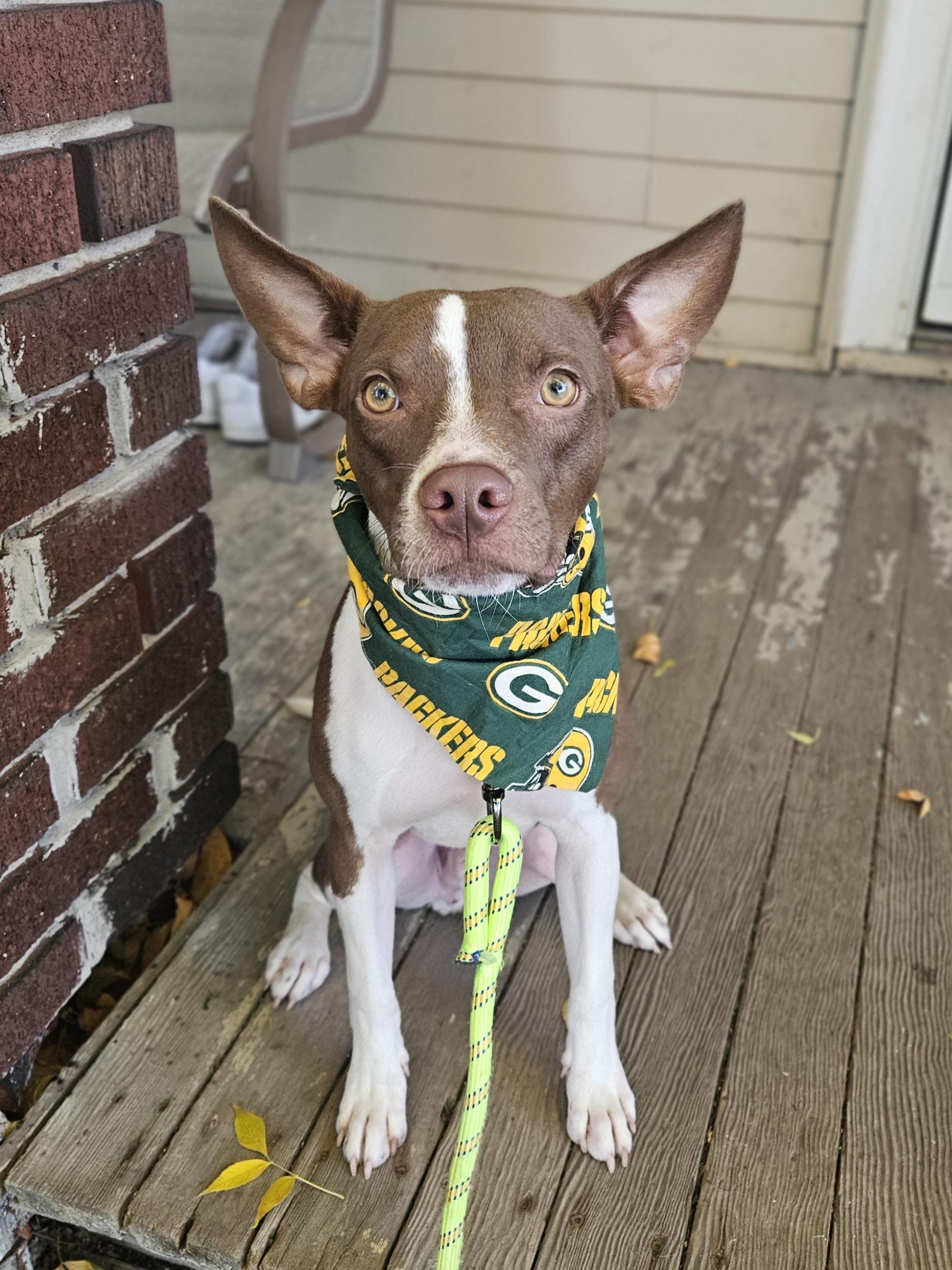 Enlarge MILLER 425, a Adoptable mixed breed in Milwaukee, WI image 6/6