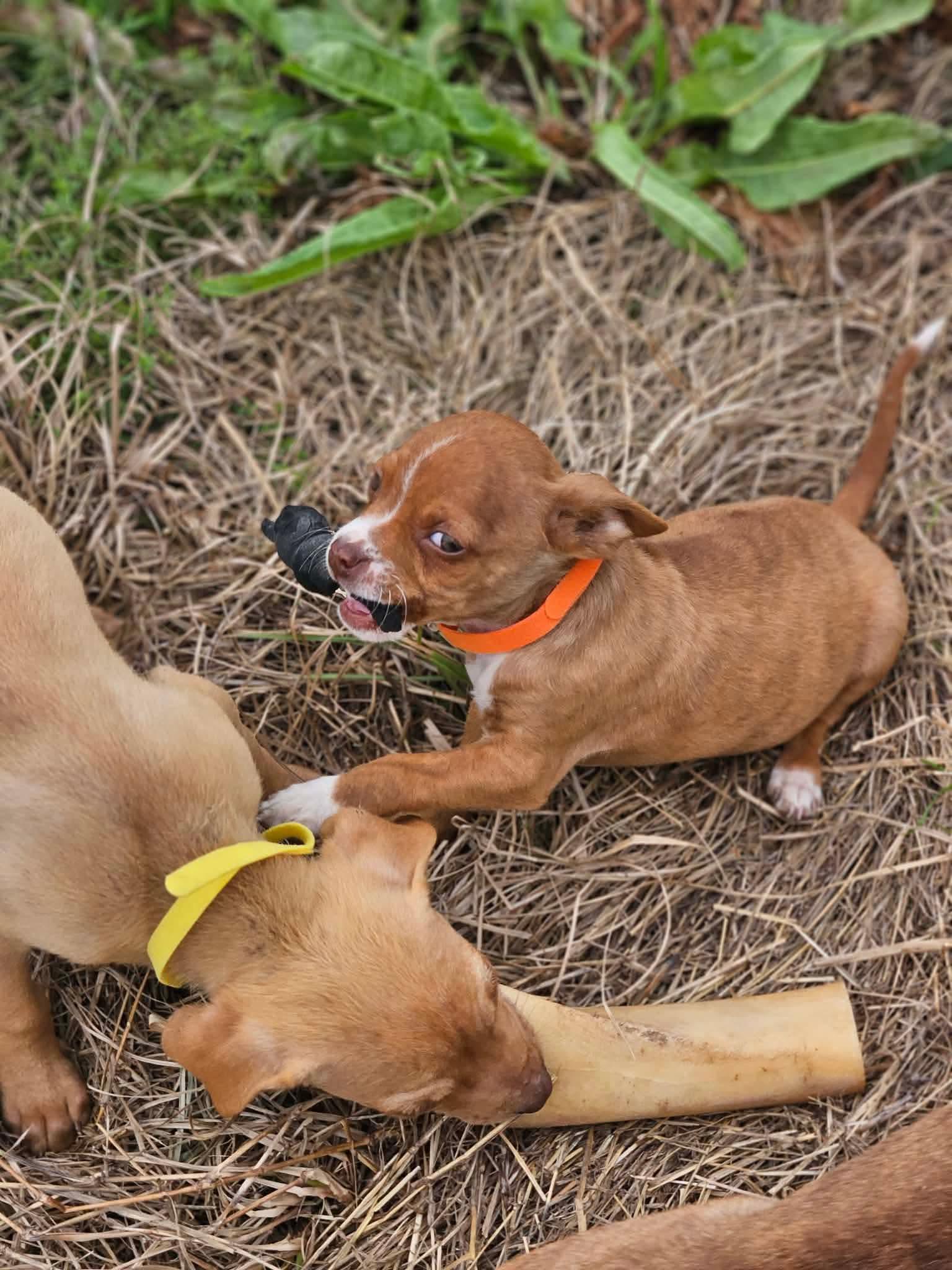 Michael Calligrace — thumbnail 3