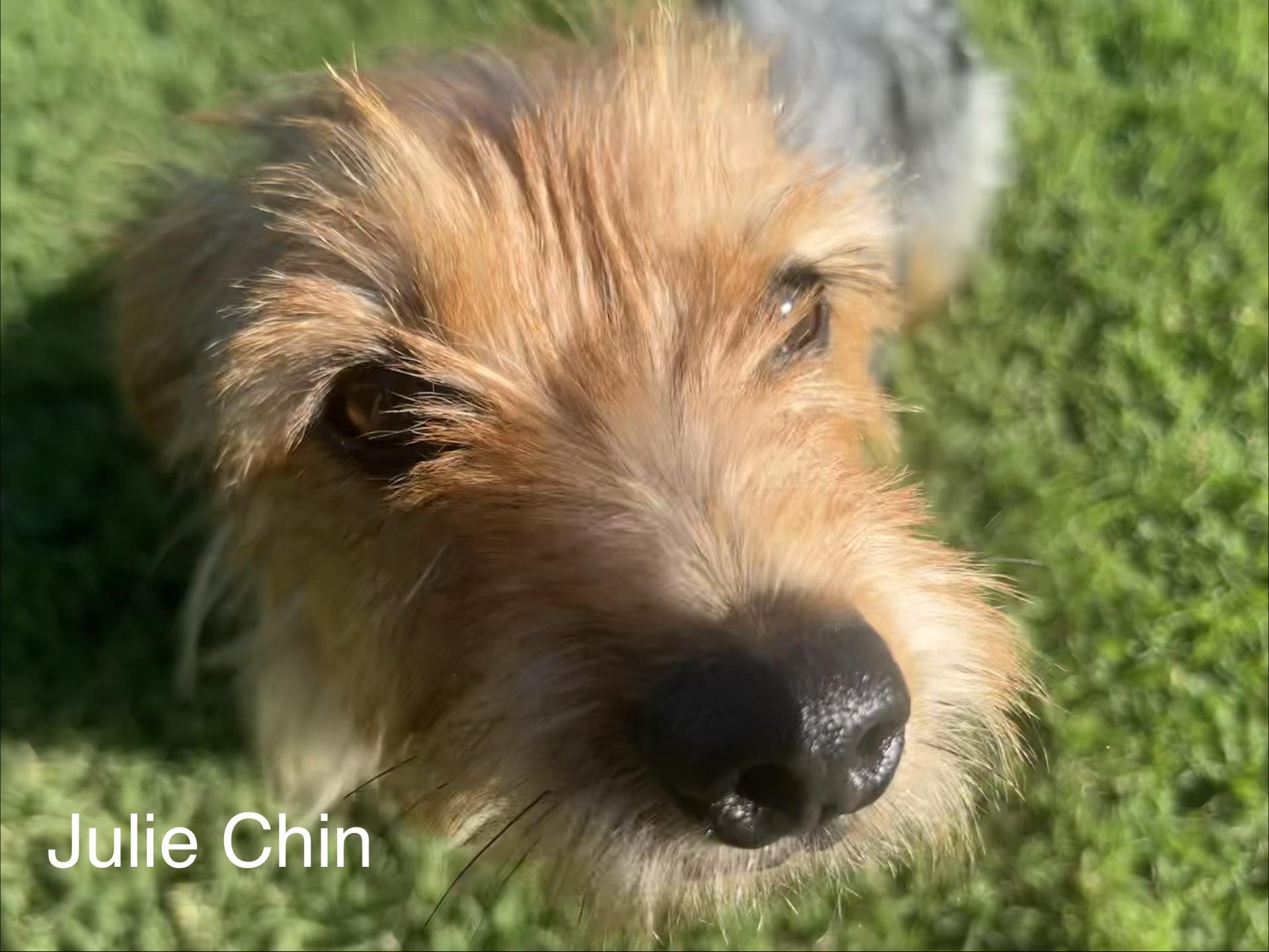 Julie Chin, a Adoptable Yorkshire Terrier in Broken Arrow, OK image 1/5