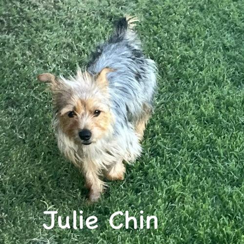 Julie Chin, Adoptable, Young Female Yorkshire Terrier.