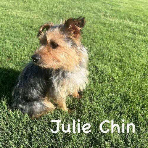 Julie Chin, a Adoptable Yorkshire Terrier in Broken Arrow, OK image 3/5