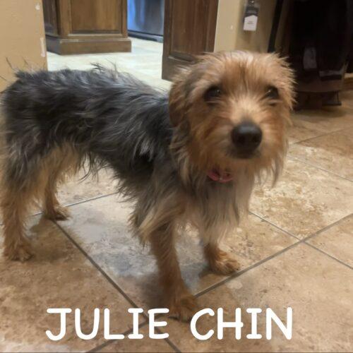Julie Chin, a Adoptable Yorkshire Terrier in Broken Arrow, OK image 4/5