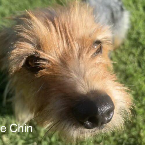 Julie Chin, a Adoptable Yorkshire Terrier in Broken Arrow, OK image 5/5