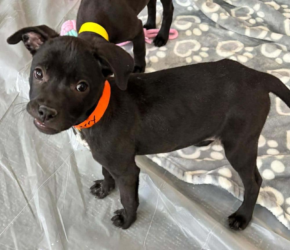 Sherry, Adoptable, Puppy Female Labrador Retriever & Pit Bull Terrier.