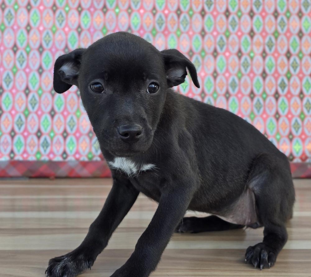 Enlarge Sherry, a Adoptable mixed breed in Sedalia, CO image 2/6