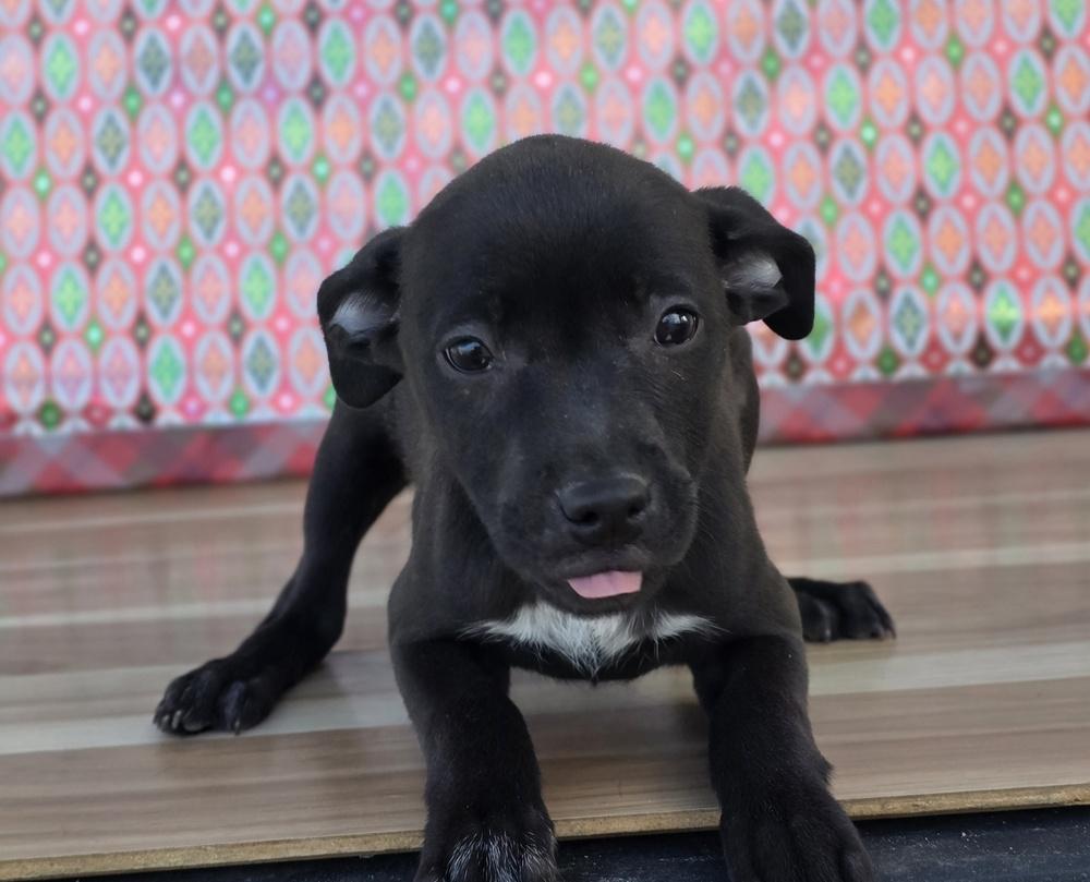 Enlarge Sherry, a Adoptable mixed breed in Sedalia, CO image 3/6