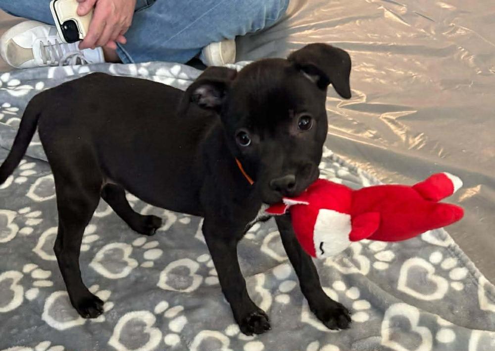 Enlarge Sherry, a Adoptable mixed breed in Sedalia, CO image 4/6