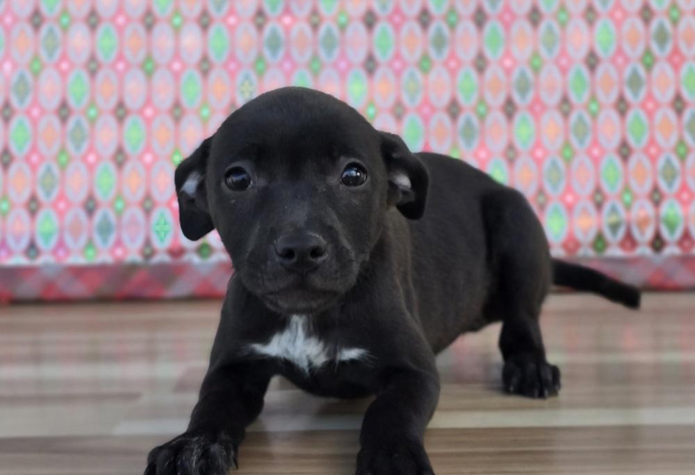 Enlarge Sherry, a Adoptable mixed breed in Sedalia, CO image 6/6