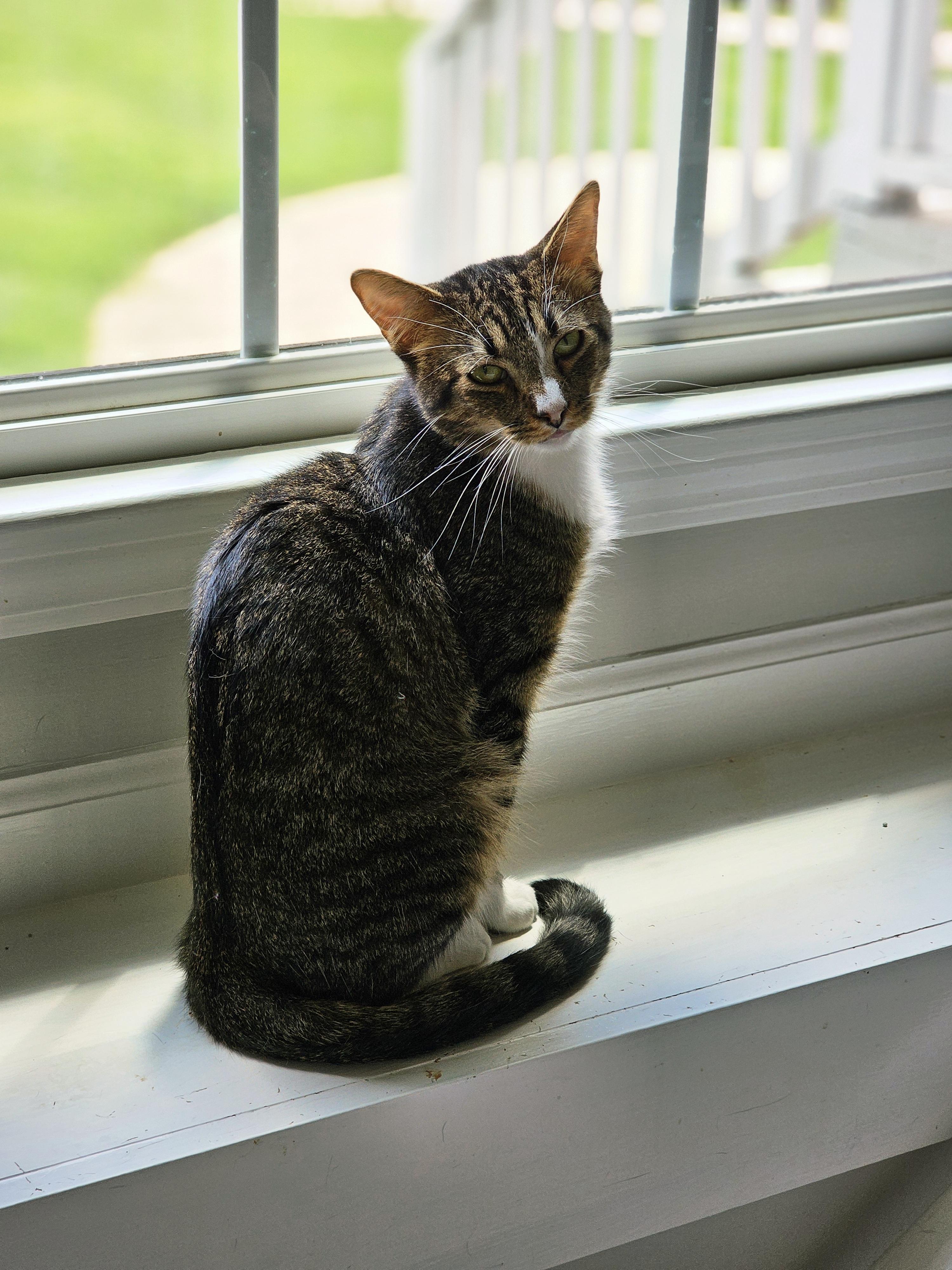 Enlarge Maxwell, a Adoptable mixed breed in Pinson, AL image 1/6