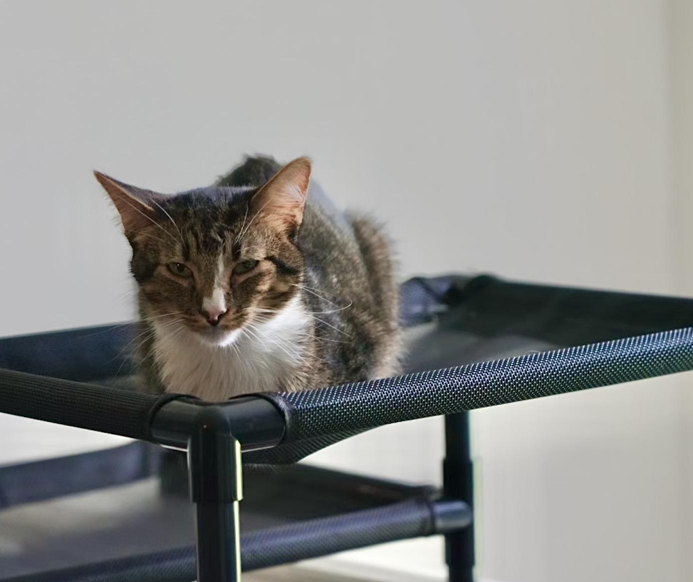 Enlarge Maxwell, a Adoptable mixed breed in Pinson, AL image 5/6