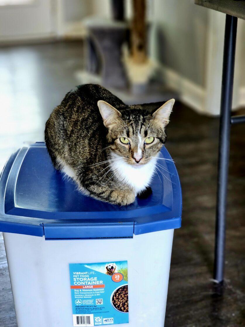 Enlarge Maxwell, a Adoptable mixed breed in Pinson, AL image 6/6
