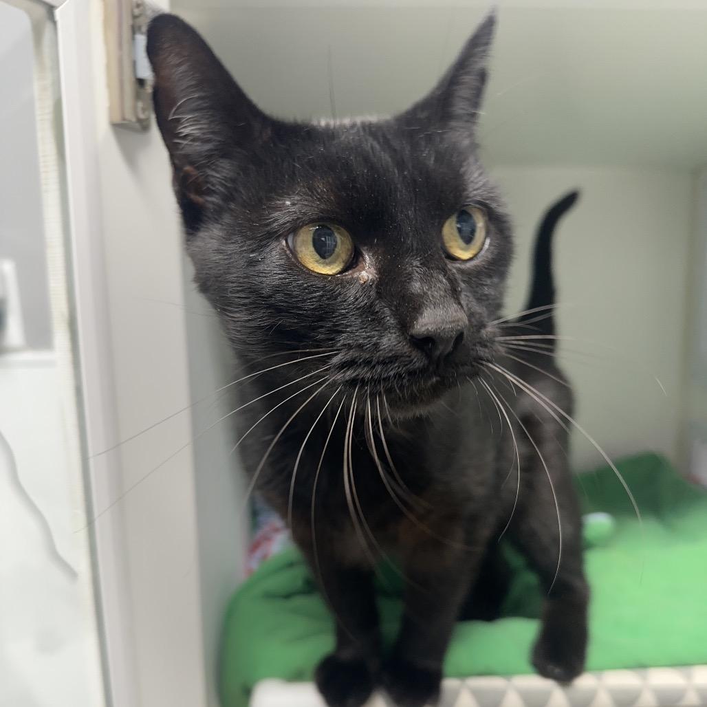 Kiki, ADOPTABLE, Senior Female Domestic Short Hair.