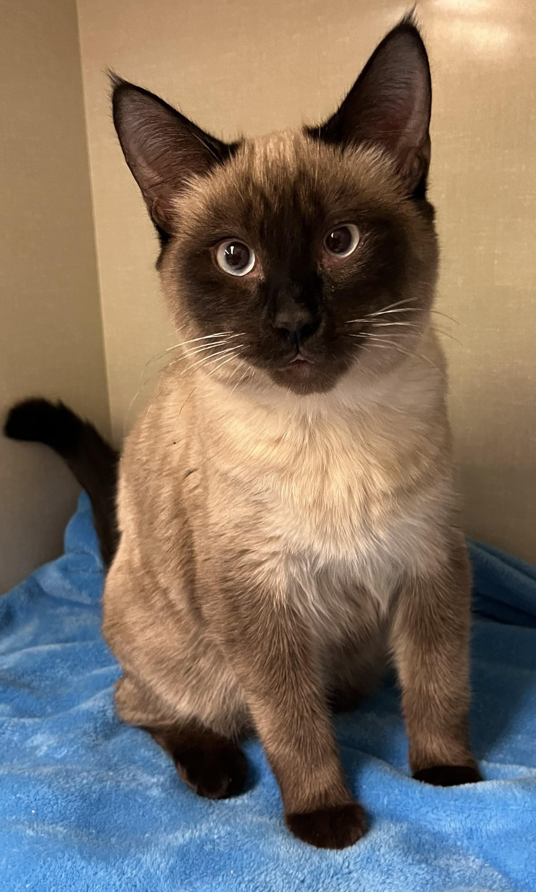 Echo, ADOPTABLE, Young Male Siamese.