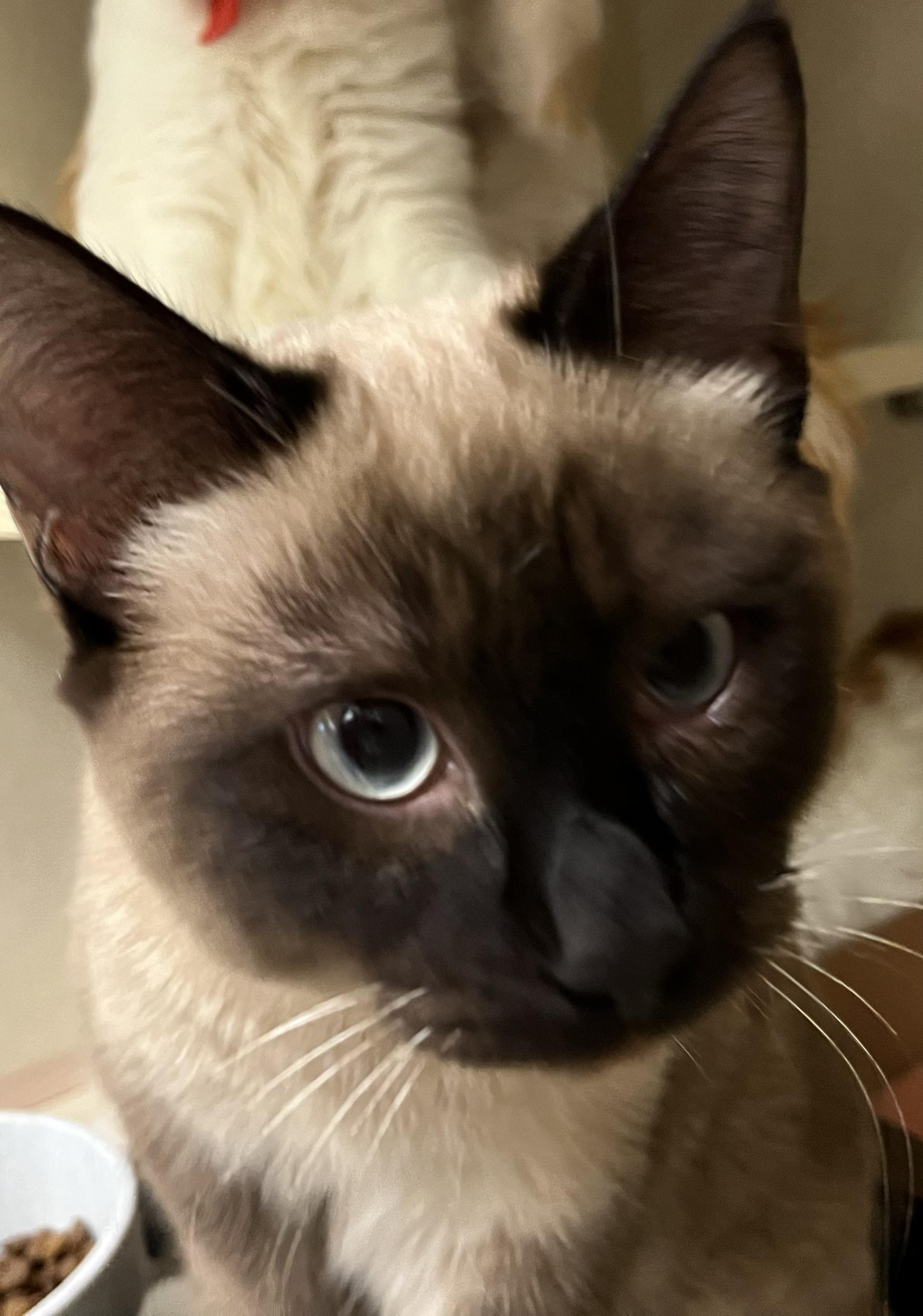 Enlarge Echo, a ADOPTABLE Siamese in Lake Oswego, OR image 2/2