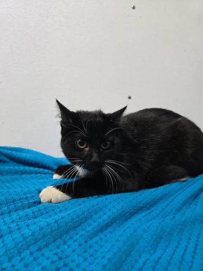 Banana, Adoptable, Adult Female Domestic Short Hair & Domestic Short Hair.