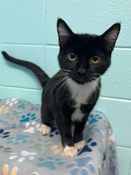 Banana, Adoptable, Adult Female Domestic Short Hair & Domestic Short Hair.