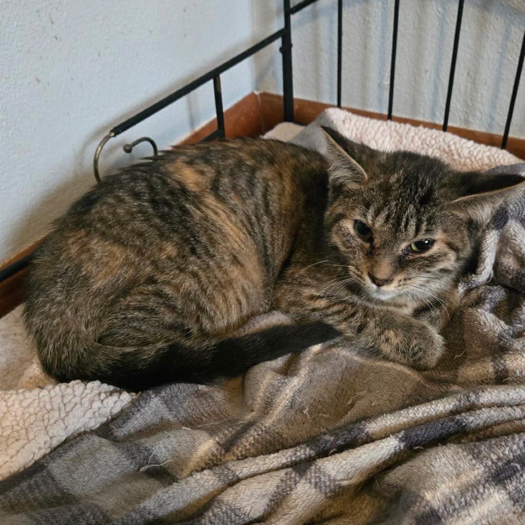 Enlarge Camilla, a Adoptable American Shorthair in Lima, OH image 1/1