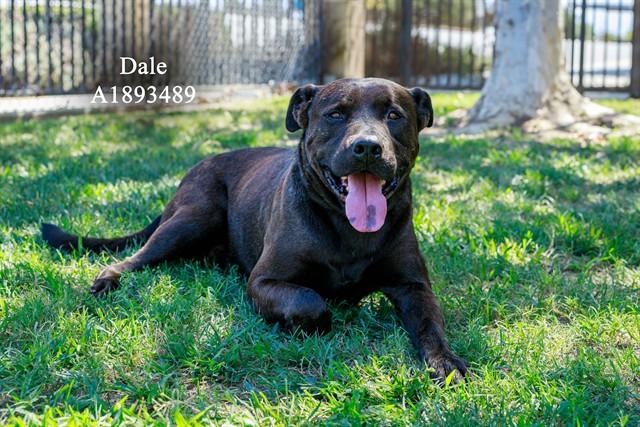 DALE, Adoptable, Adult Male Labrador Retriever & Mixed Breed.