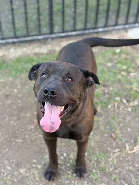 Enlarge DALE, a Adoptable mixed breed in Riverside, CA image 1/1