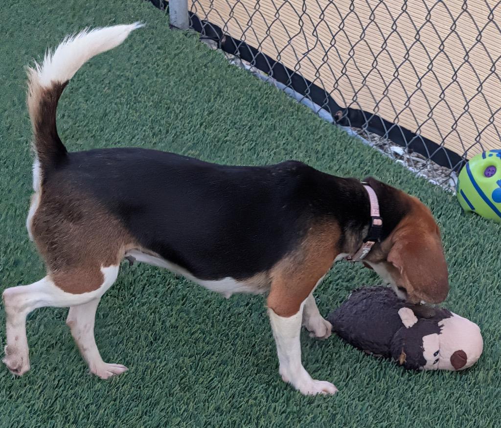 Enlarge Sanibel-Ridgelan Beagle Ready for a Home!, a Adoptable Beagle in Fort Myers, FL image 1/5