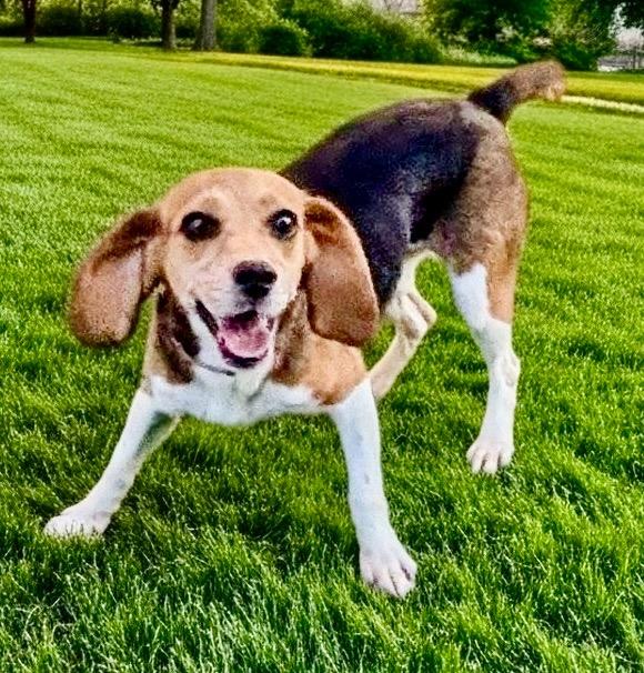 Enlarge Sanibel-Ridgelan Beagle Ready for a Home!, a Adoptable Beagle in Fort Myers, FL image 2/5