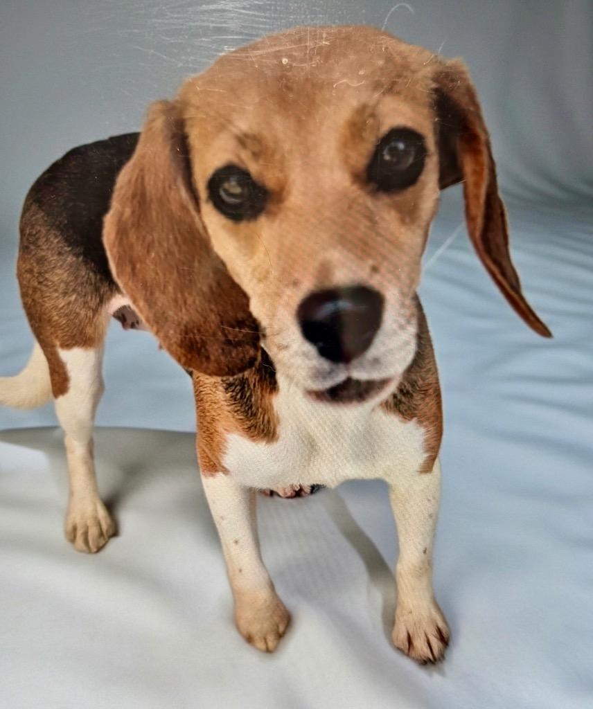 Enlarge Sanibel-Ridgelan Beagle Ready for a Home!, a Adoptable Beagle in Fort Myers, FL image 3/5