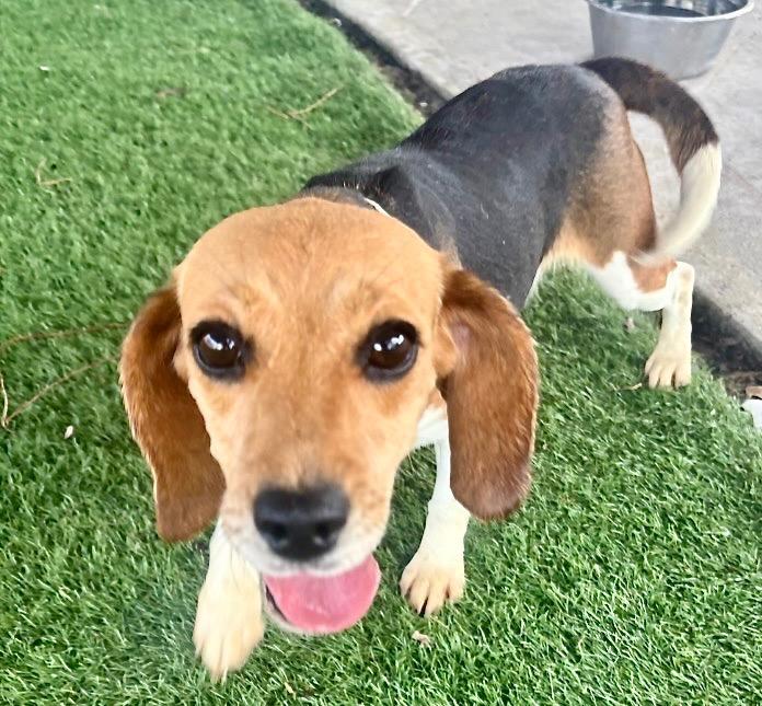 Enlarge Sanibel-Ridgelan Beagle Ready for a Home!, a Adoptable Beagle in Fort Myers, FL image 4/5