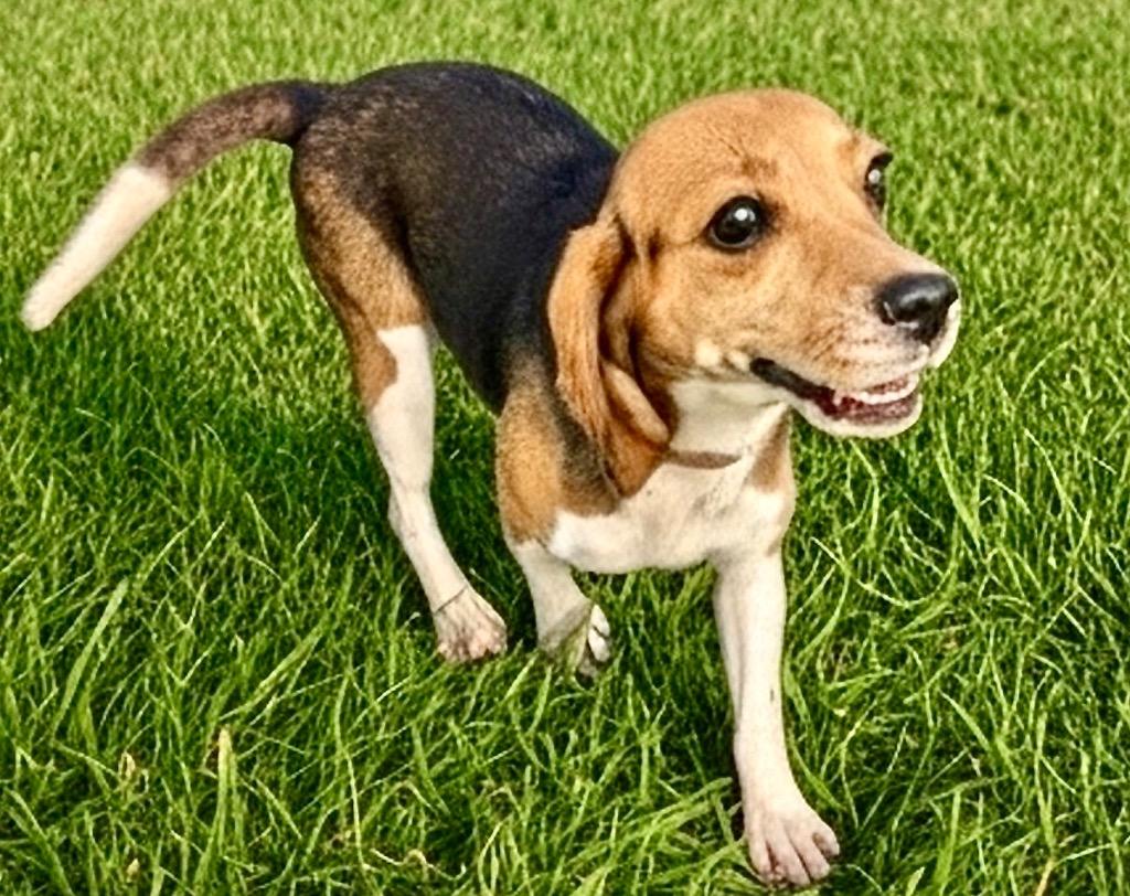 Enlarge Sanibel-Ridgelan Beagle Ready for a Home!, a Adoptable Beagle in Fort Myers, FL image 5/5