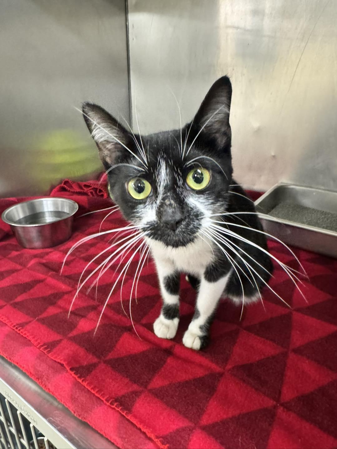 Willow, adoptable, Young Female Domestic Short Hair.