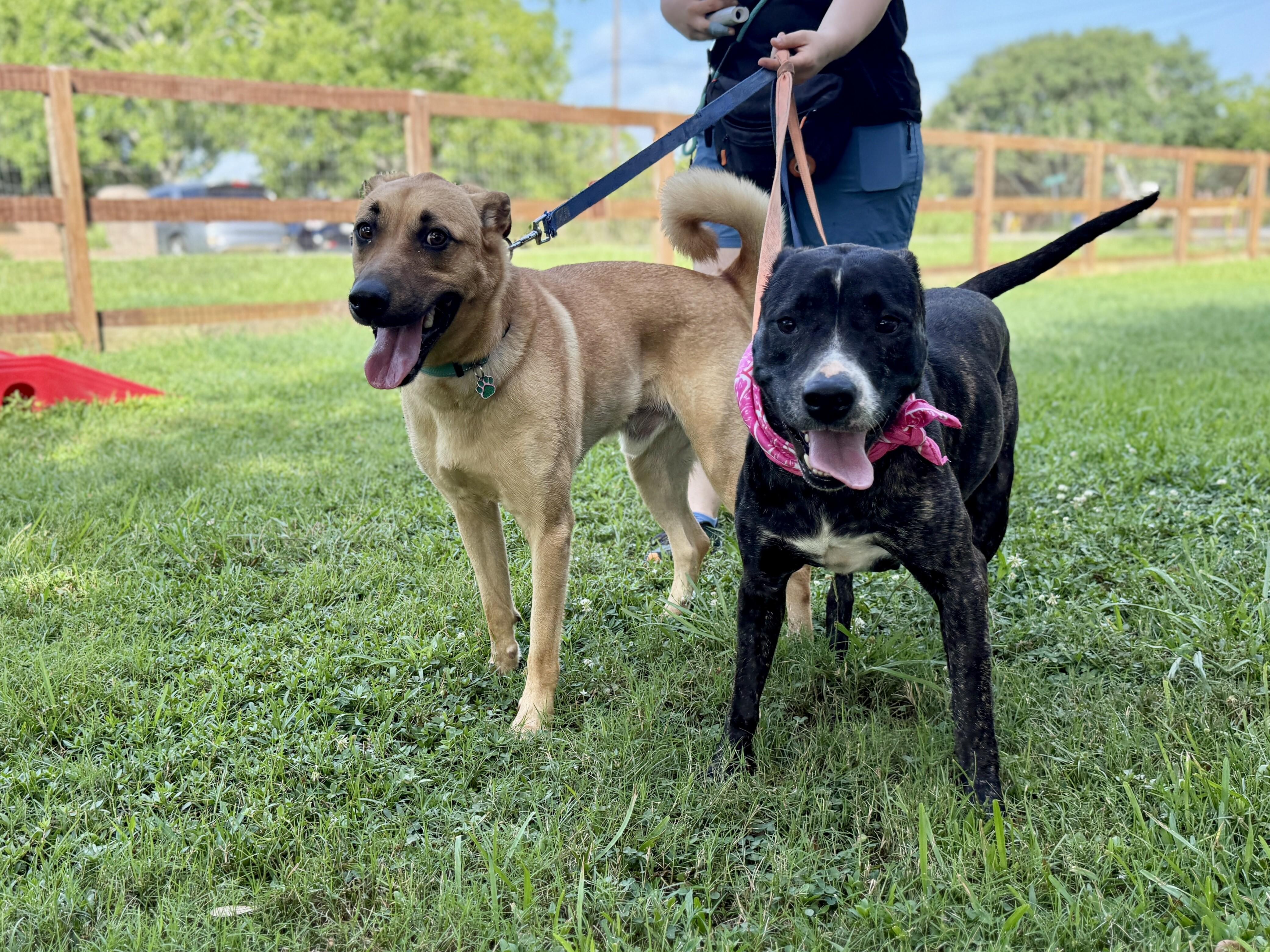 Enlarge Maddie the Love Magnet, a Adoptable mixed breed in Louisville, KY image 1/6