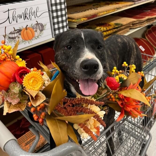 Enlarge Maddie the Love Magnet, a Adoptable mixed breed in Louisville, KY image 2/6