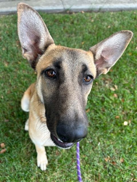 Enlarge ASPEN, a Adoptable German Shepherd Dog in Lodi, CA image 1/1