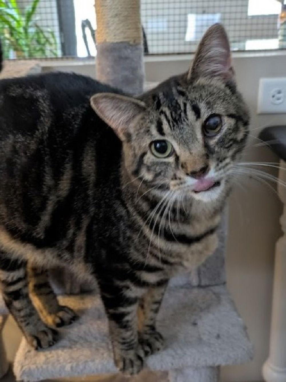 Enlarge Patty, a Adoptable Domestic Short Hair in South Saint Paul, MN image 1/2