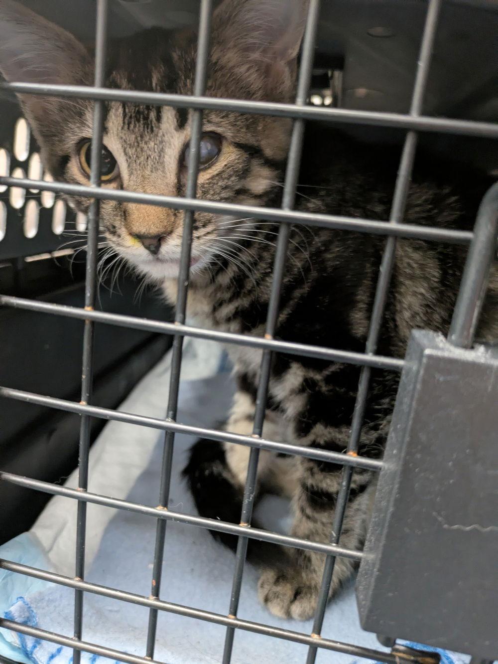 Enlarge Patty, a Adoptable Domestic Short Hair in South Saint Paul, MN image 2/2