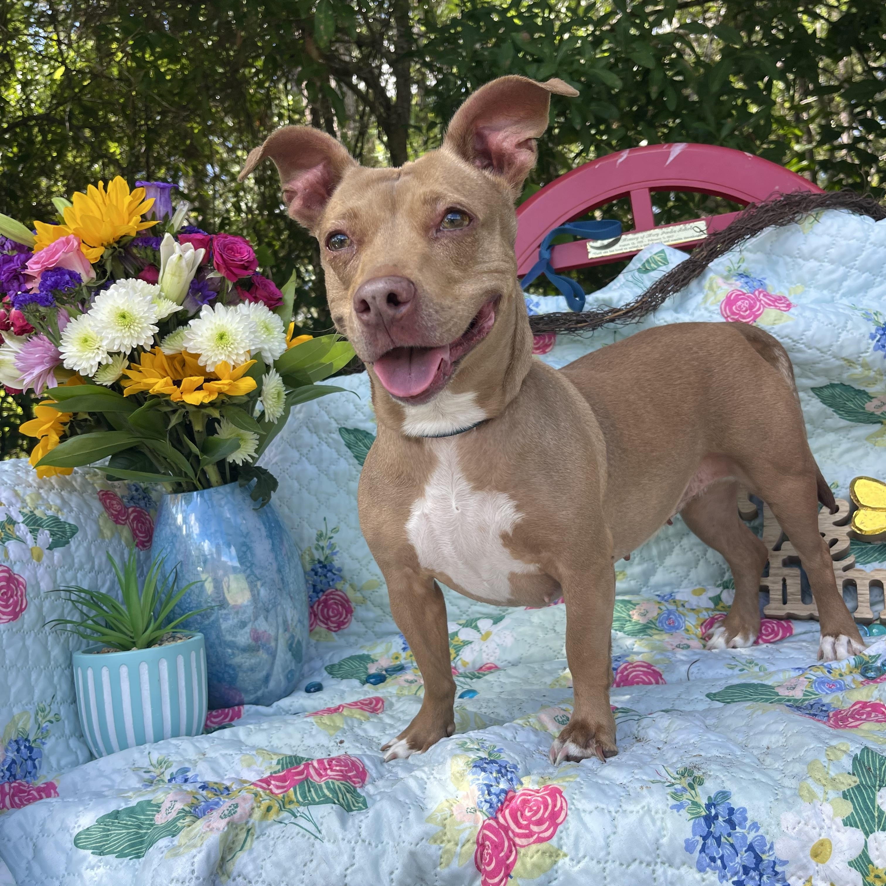 April, a Adoptable mixed breed in Sebring, FL image 1/4