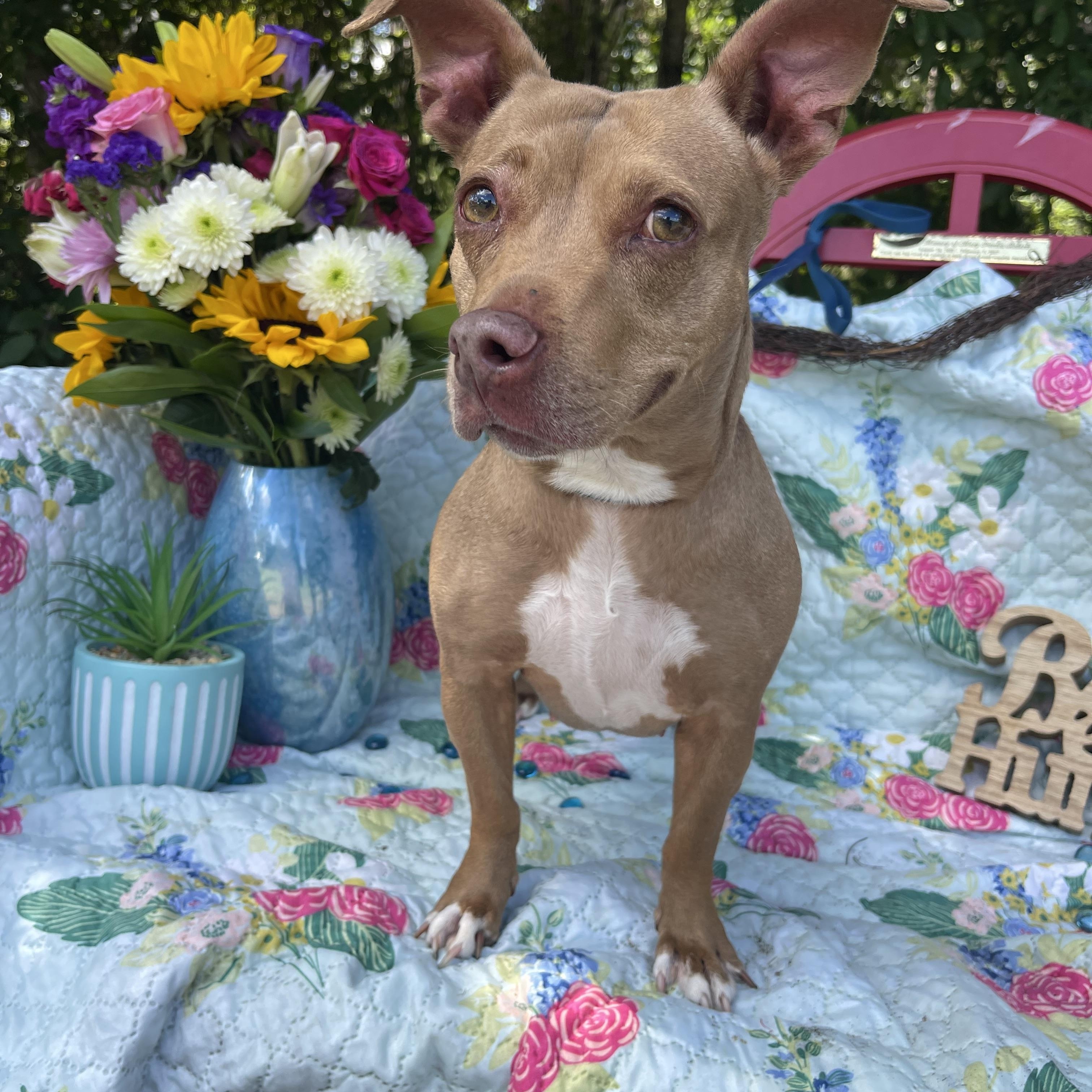 April, a Adoptable mixed breed in Sebring, FL image 2/4