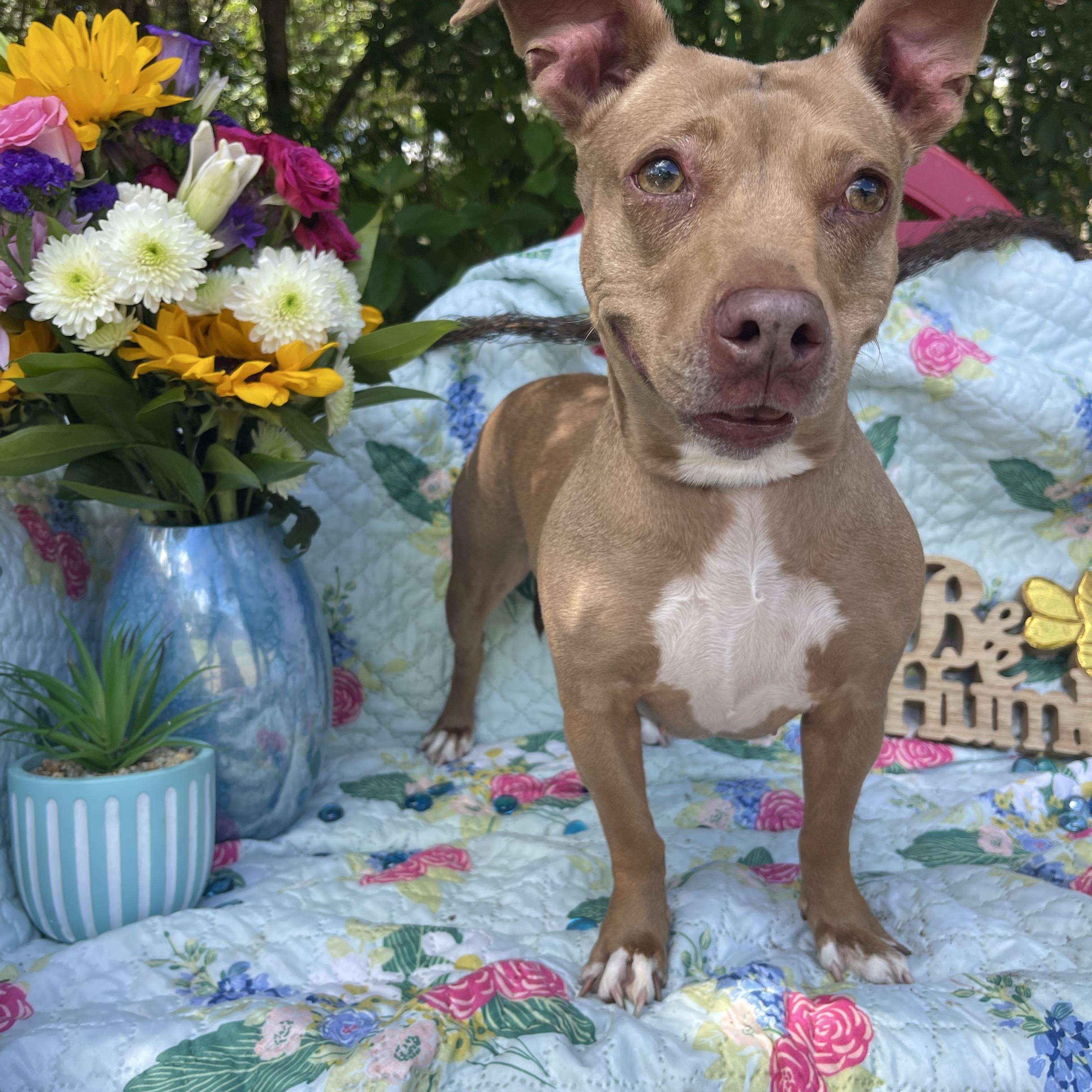 April, a Adoptable mixed breed in Sebring, FL image 3/4