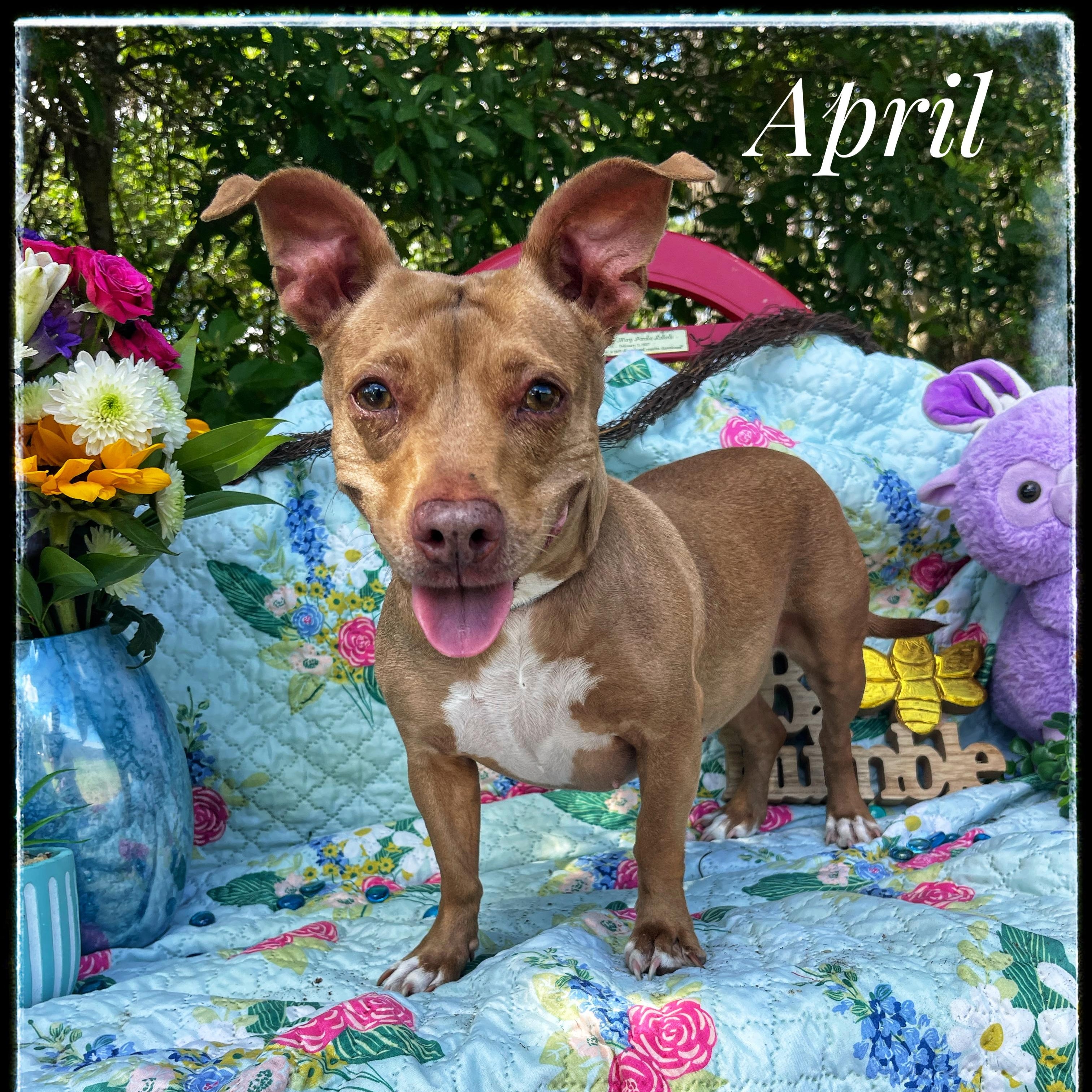 April, a Adoptable mixed breed in Sebring, FL image 4/4