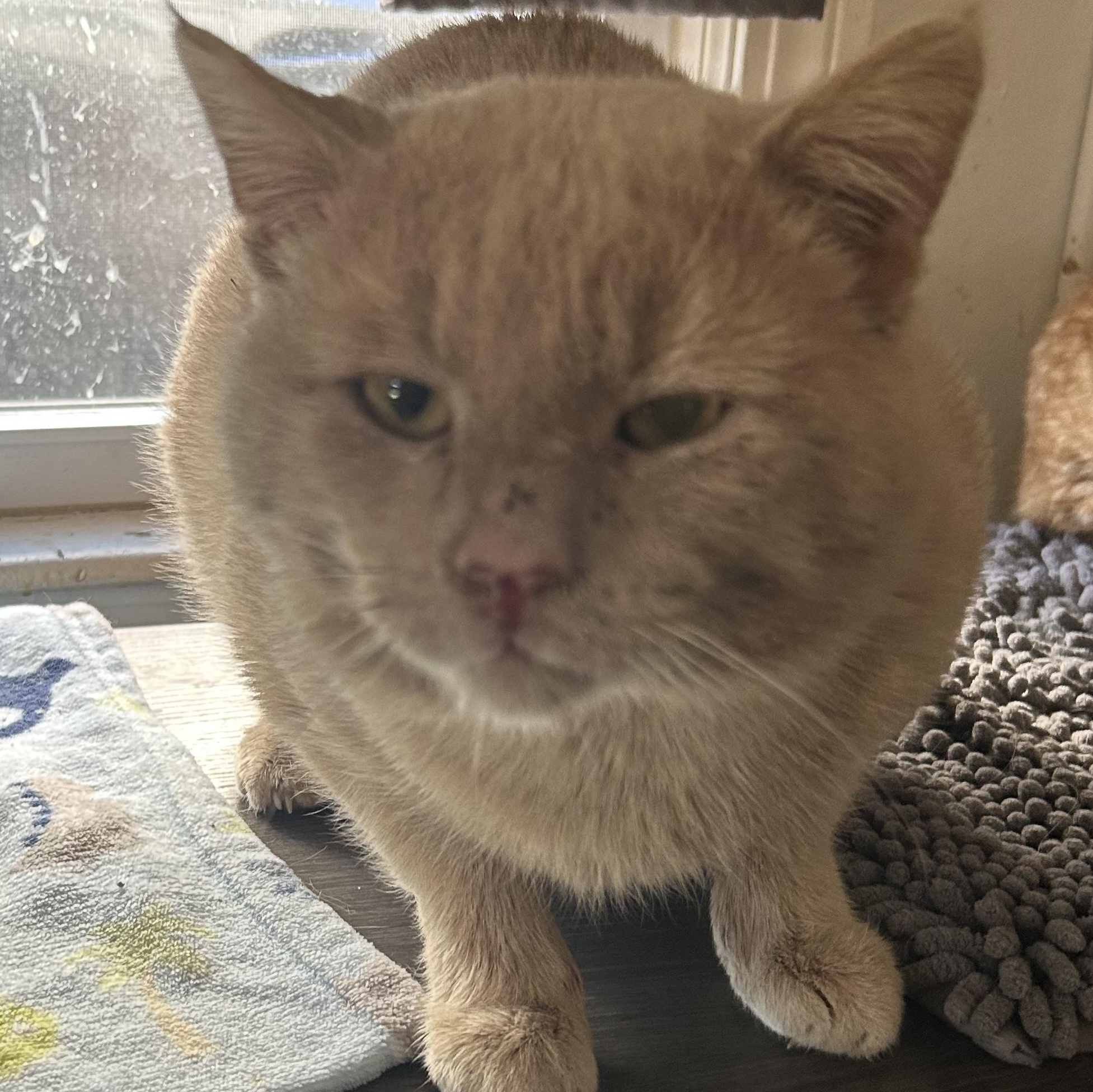 Brody , ADOPTABLE, Young Male Domestic Short Hair.