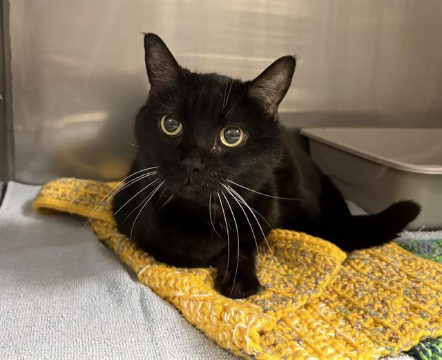 Enlarge BOO BOO, a Adoptable Domestic Short Hair in Kent, WA image 1/1