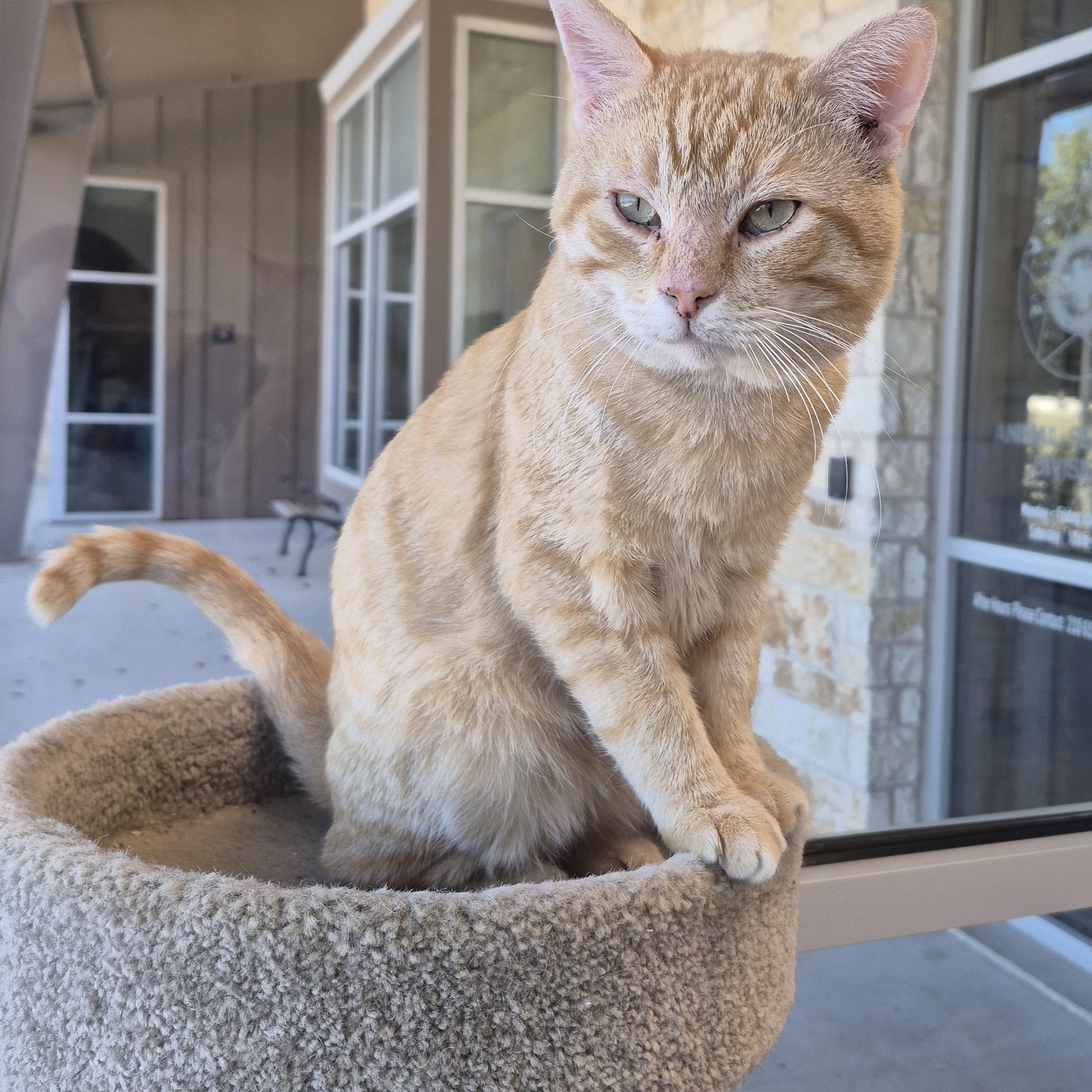 Hemingway, Adoptable, Adult Male Domestic Short Hair.