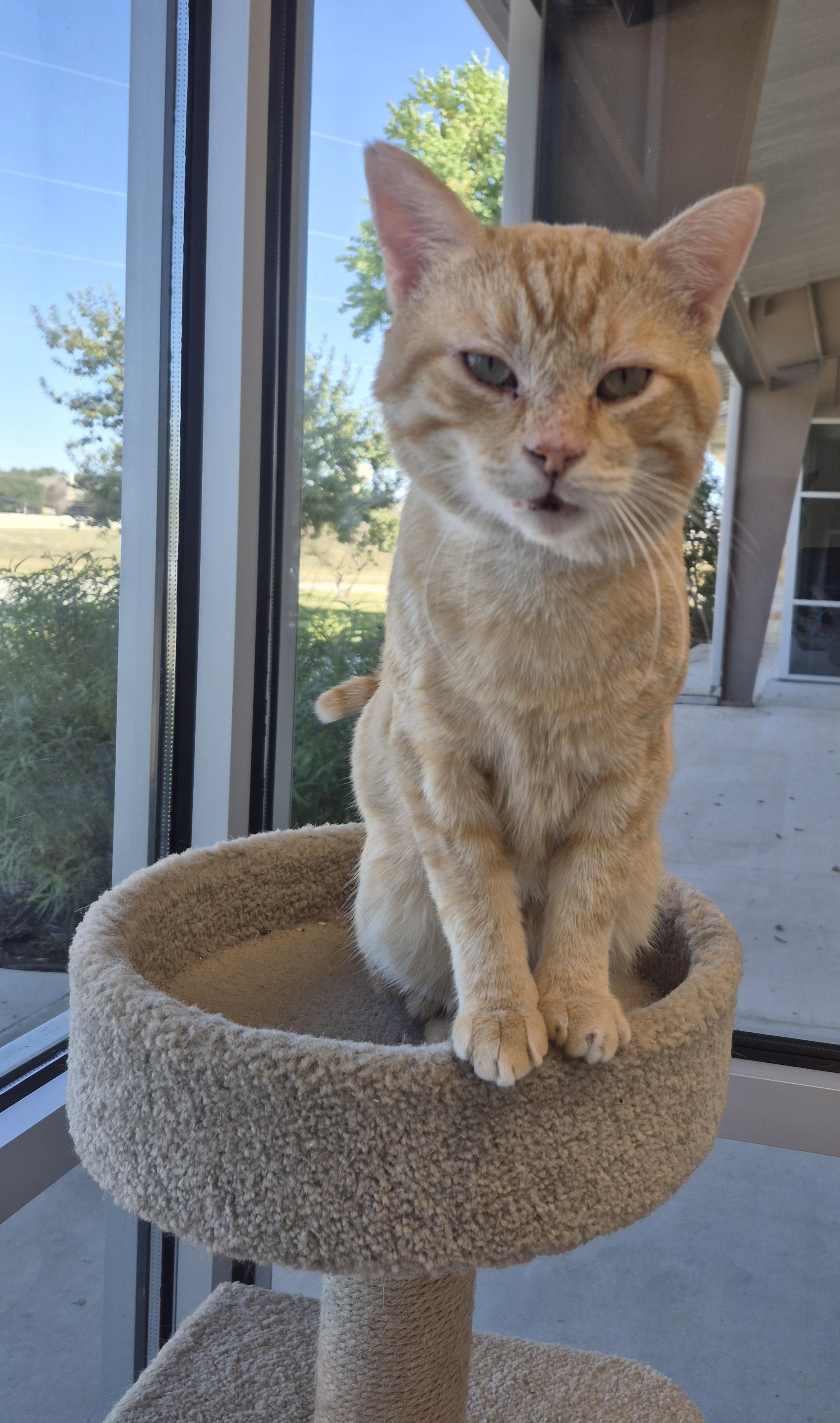 Enlarge Hemingway, a Adoptable Domestic Short Hair in Schertz, TX image 2/4