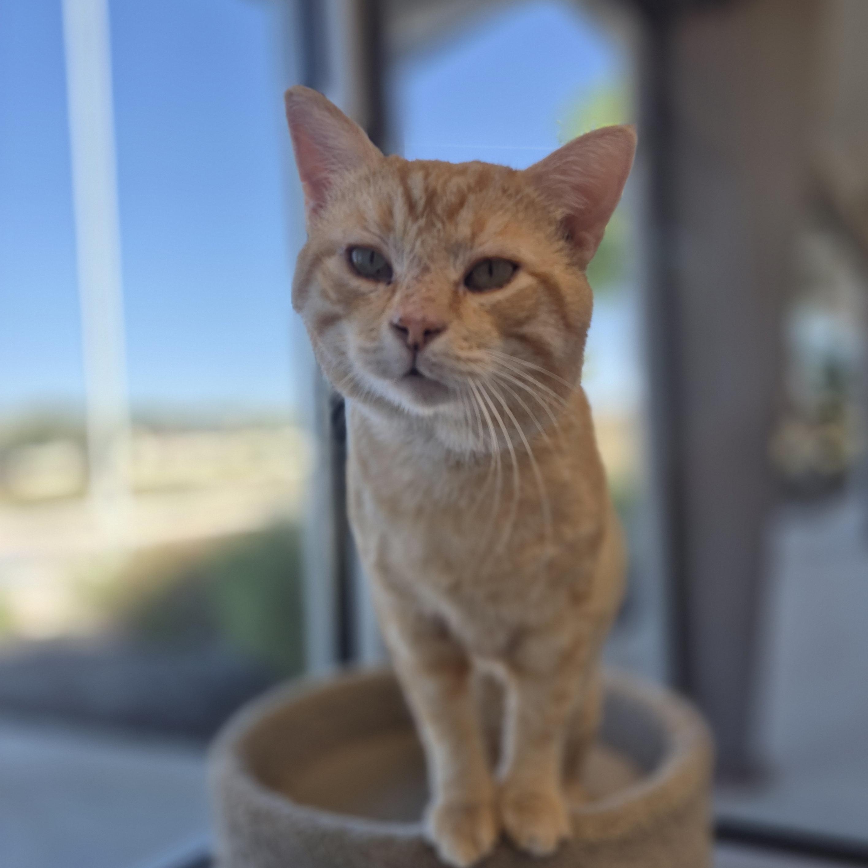 Enlarge Hemingway, a Adoptable Domestic Short Hair in Schertz, TX image 3/4