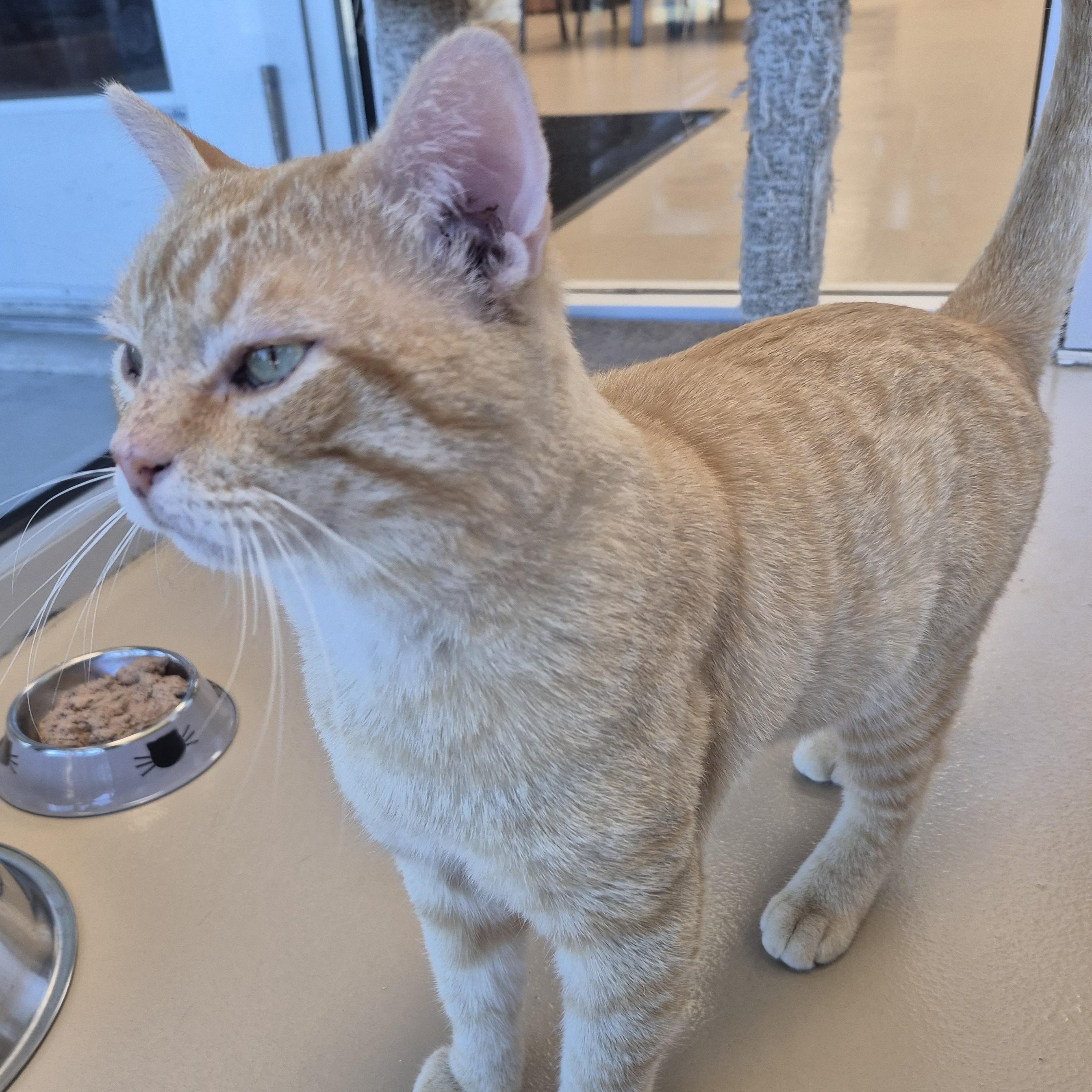 Enlarge Hemingway, a Adoptable Domestic Short Hair in Schertz, TX image 4/4