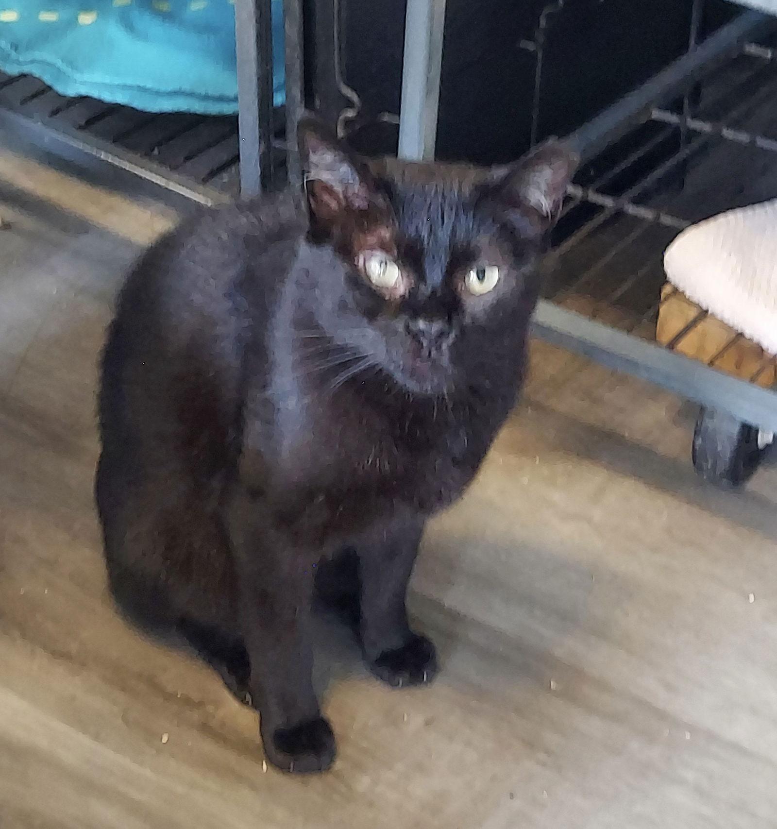 Enlarge Magic, a Adoptable American Bobtail in Naples, FL image 1/2
