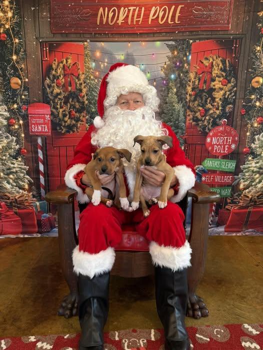 Enlarge Holly, a Adoptable Pit Bull Terrier in Millersville, MD image 1/5